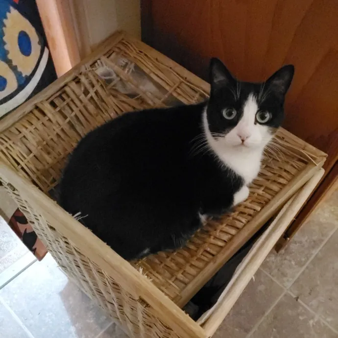 Monika's Marvelous Cat Sitting