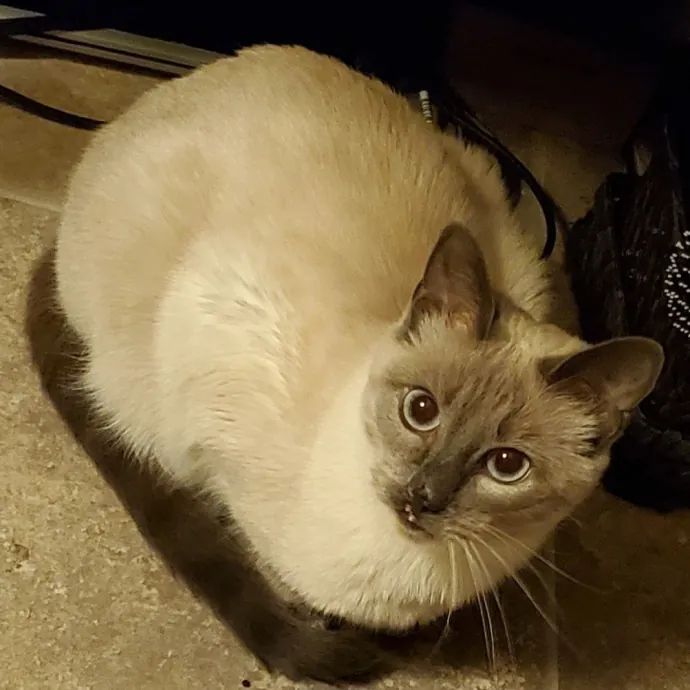 Monika's Marvelous Cat Sitting