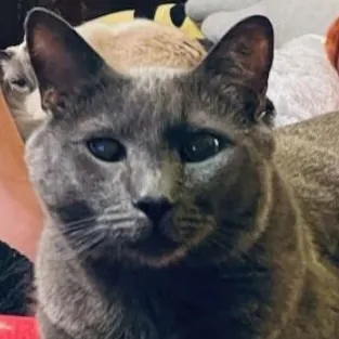 Monika's Marvelous Cat Sitting photo 4