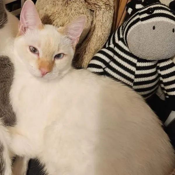 Monika's Marvelous Cat Sitting photo 3