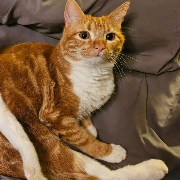 Monika's Marvelous Cat Sitting photo 2