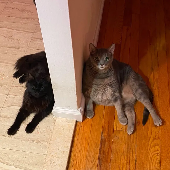 Hello Cat Parents Golden Paw Cat Care