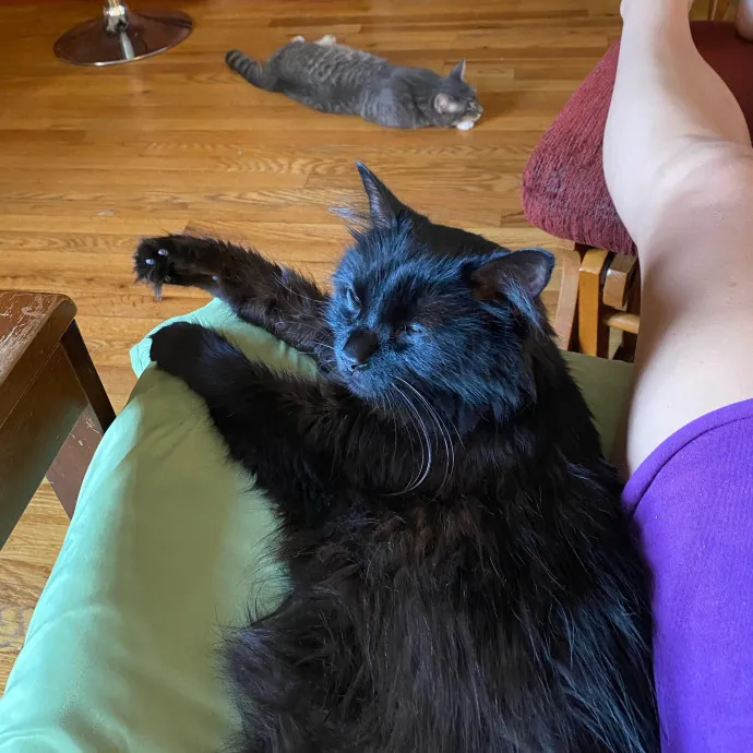 Hello Cat Parents Golden Paw Cat Care