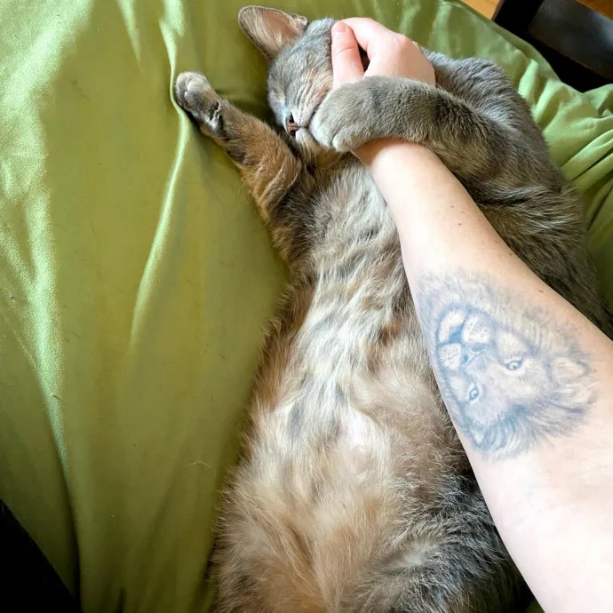 Hello Cat Parents Golden Paw Cat Care