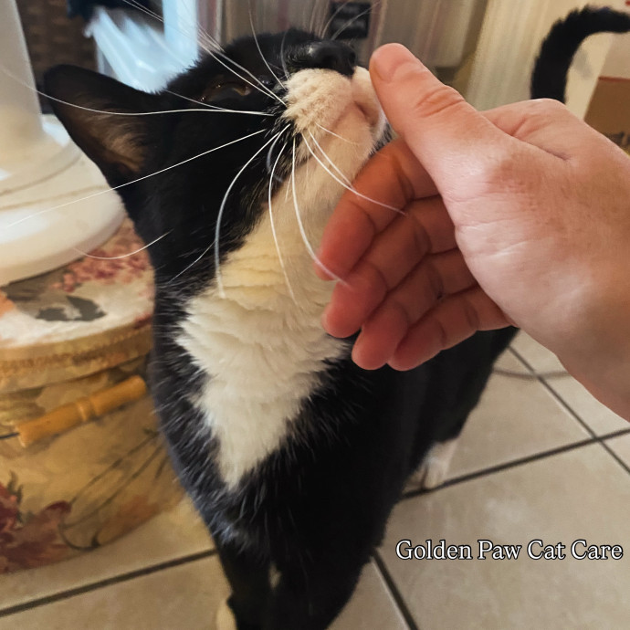 Hello Cat Parents Golden Paw Cat Care