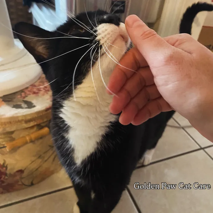 Hello Cat Parents Golden Paw Cat Care