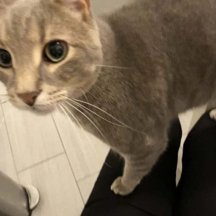 Hello Cat Parents Golden Paw Cat Care