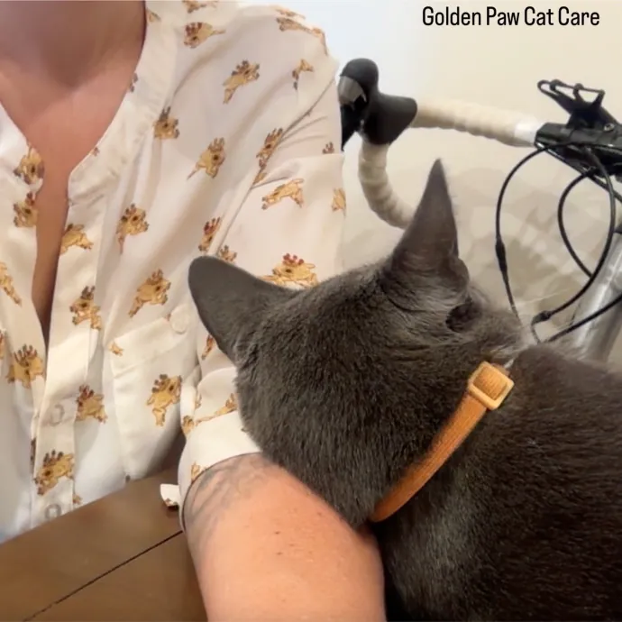 Hello Cat Parents Golden Paw Cat Care