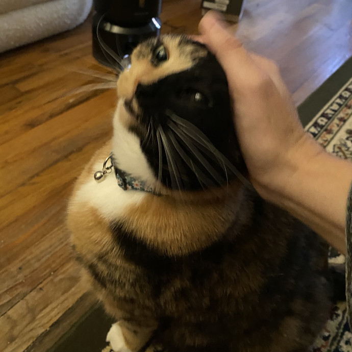 Hello Cat Parents Golden Paw Cat Care