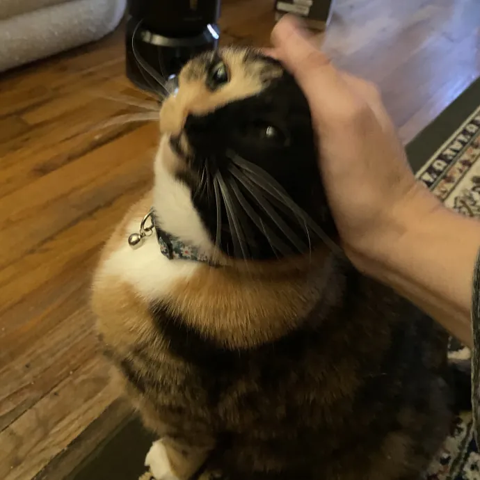 Hello Cat Parents Golden Paw Cat Care