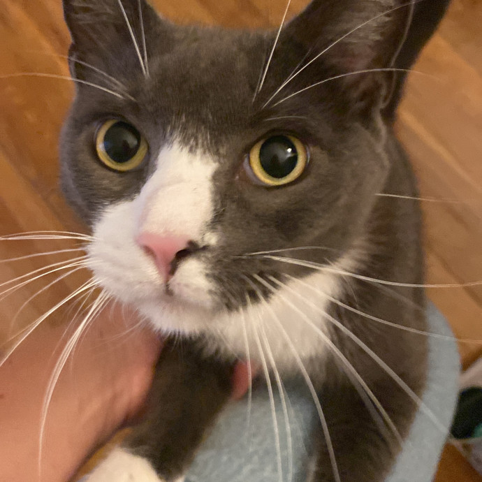 Hello Cat Parents Golden Paw Cat Care