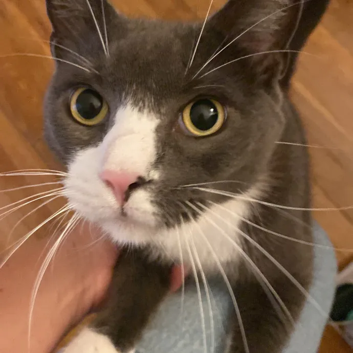 Hello Cat Parents Golden Paw Cat Care