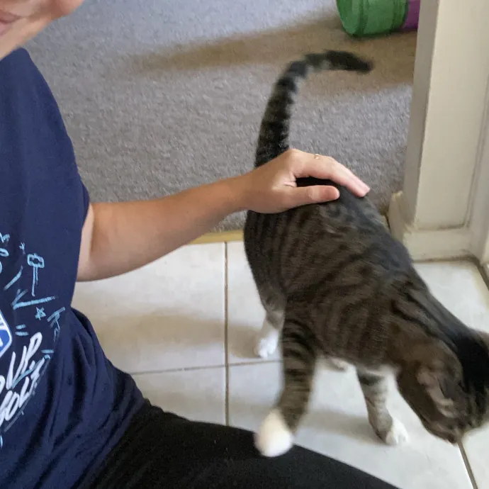 Hello Cat Parents Golden Paw Cat Care