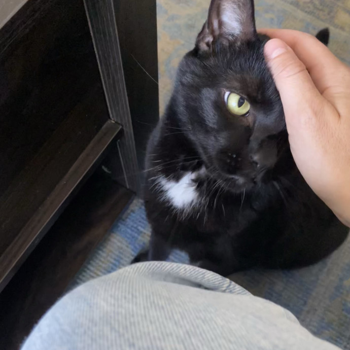 Hello Cat Parents Golden Paw Cat Care