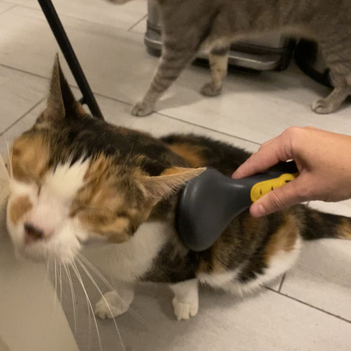 Hello Cat Parents Golden Paw Cat Care