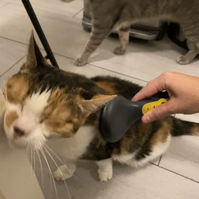 Hello Cat Parents Golden Paw Cat Care