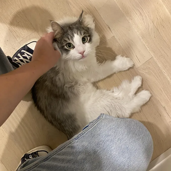 Hello Cat Parents Golden Paw Cat Care