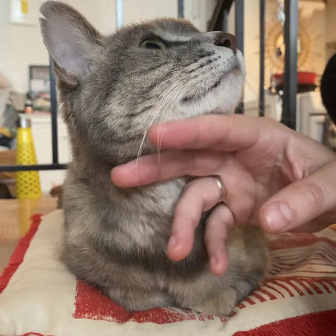 Hello Cat Parents Golden Paw Cat Care