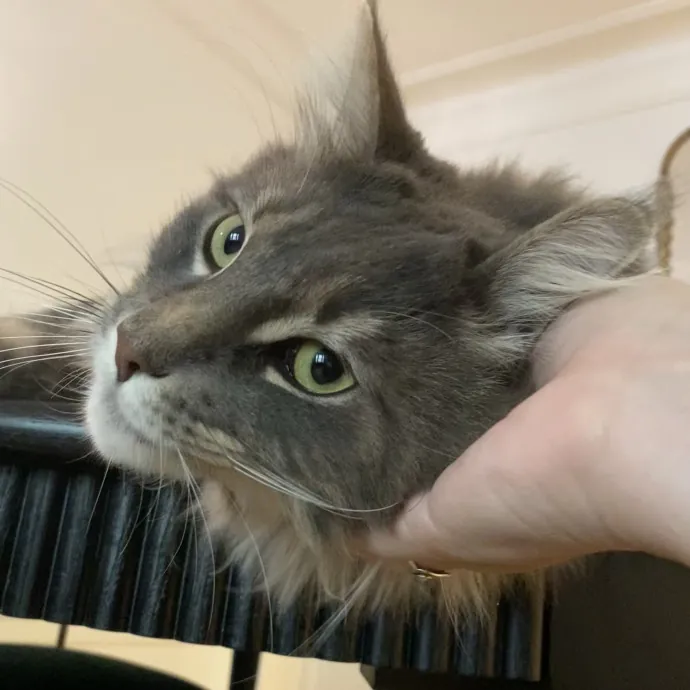 Hello Cat Parents Golden Paw Cat Care photo 4