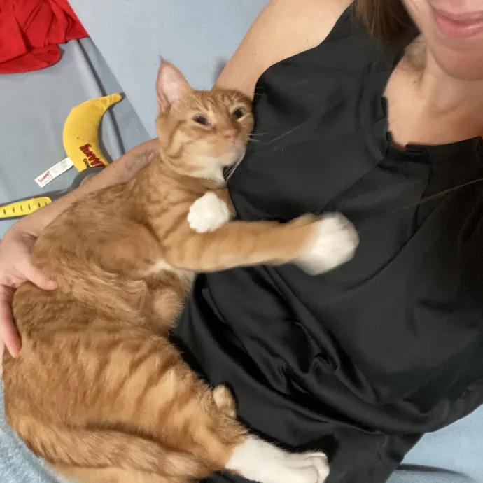 Hello Cat Parents Golden Paw Cat Care photo 2