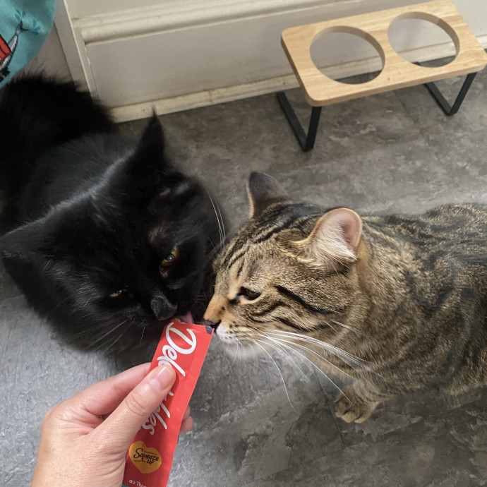 Hello Cat Parents Golden Paw Cat Care