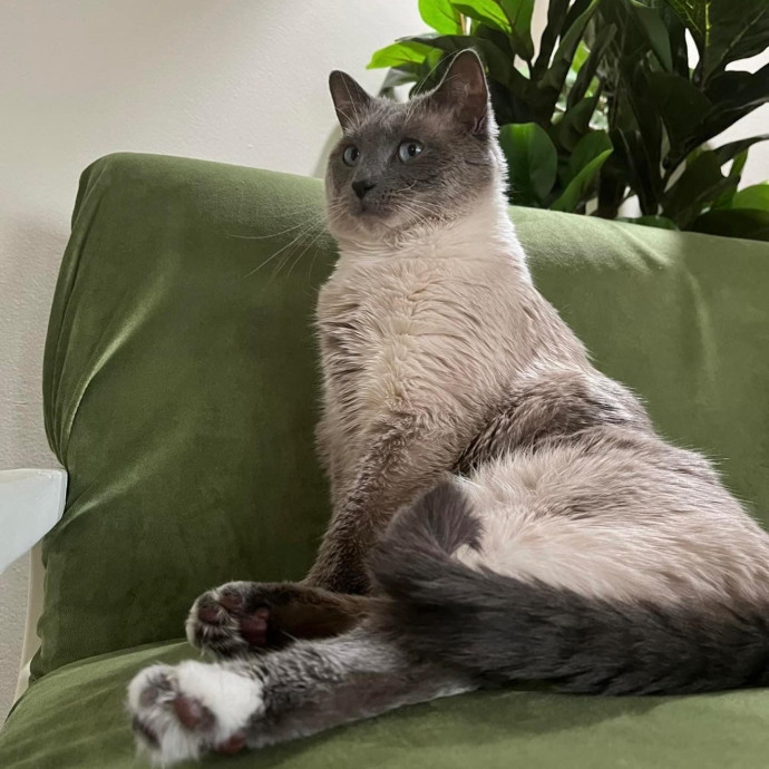 Carly's Cat Chateau In Lowry Hill