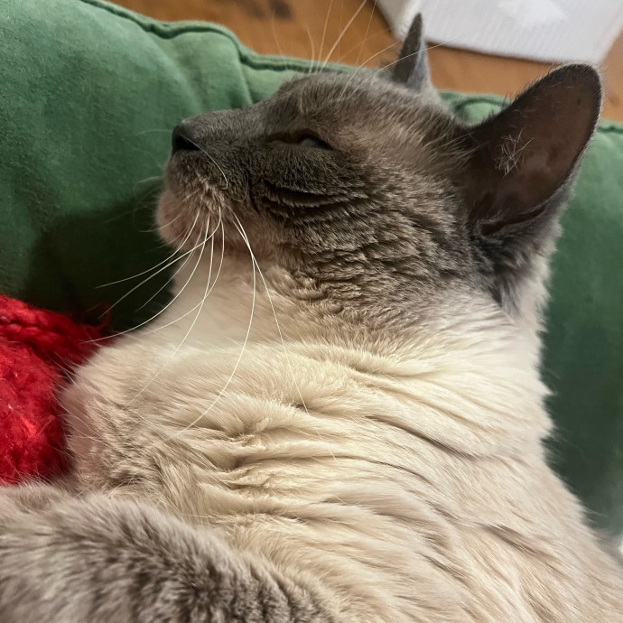 Carly's Cat Chateau In Lowry Hill