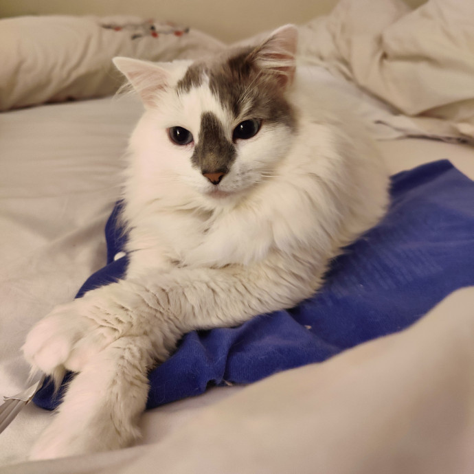 Pawprints Of Love
