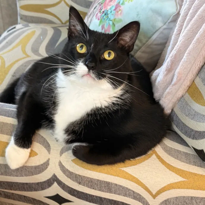 Rescue Cat Mom Here To Comfort Your Cats