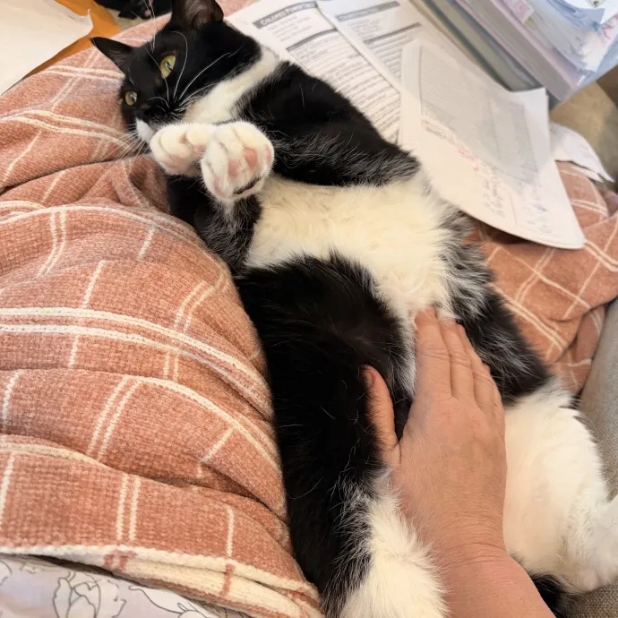 Rescue Cat Mom Here To Comfort Your Cats