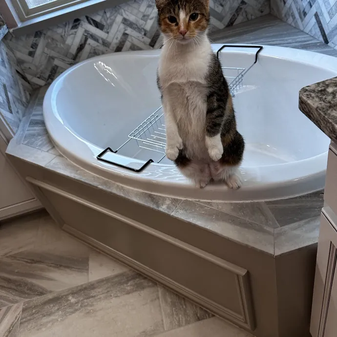 Rescue Cat Mom Here To Comfort Your Cats