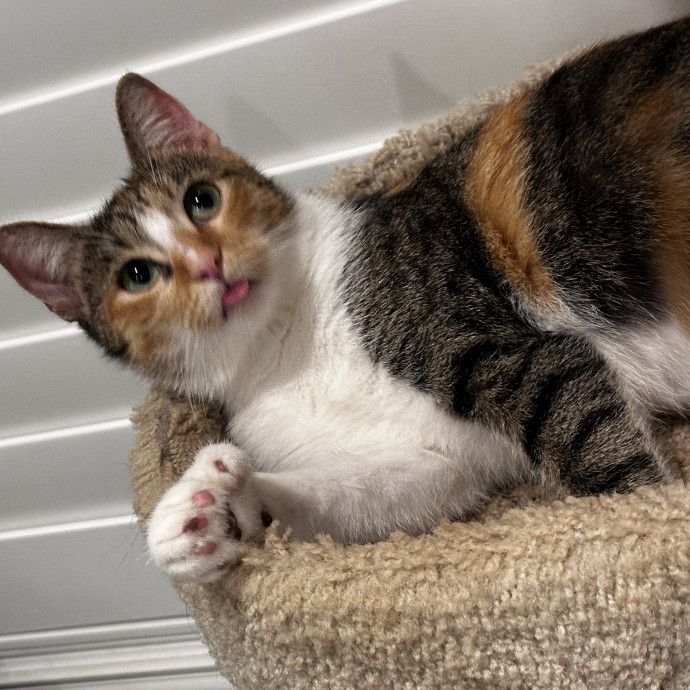 Rescue Cat Mom Here To Comfort Your Cats