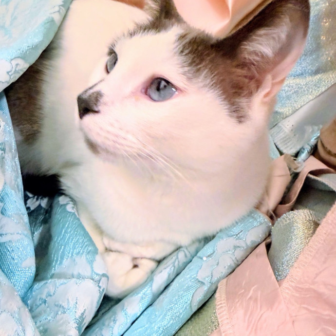 Rescue Cat Mom Here To Comfort Your Cats