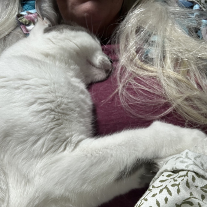Rescue Cat Mom Here To Comfort Your Cats photo 2