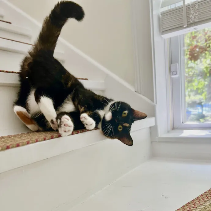 Cat Mom Caring For Your Cat Like My Own