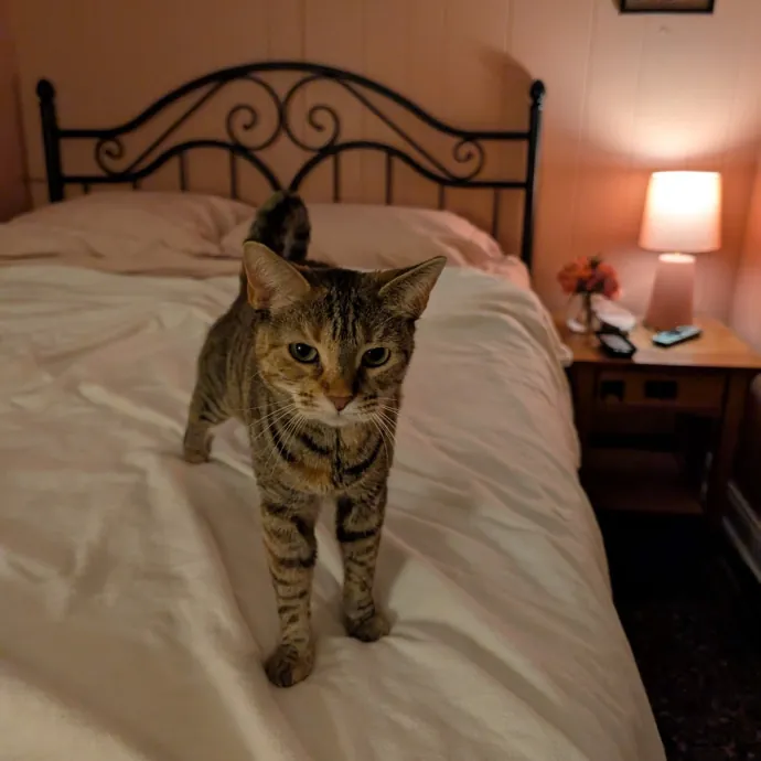 Cat Mom Caring For Your Cat Like My Own