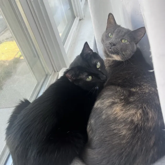 Cat Mom Caring For Your Cat Like My Own