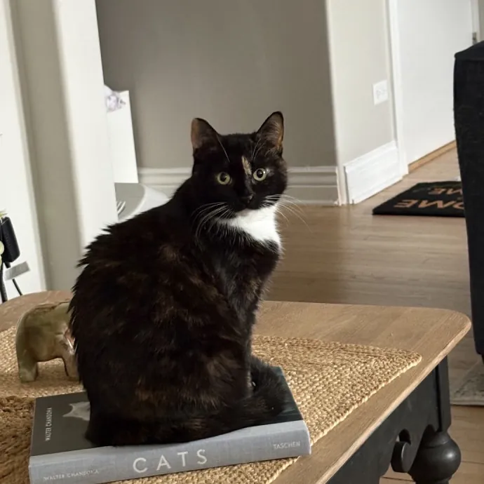 Cat Mom Caring For Your Cat Like My Own