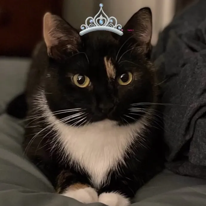 Cat Mom Caring For Your Cat Like My Own