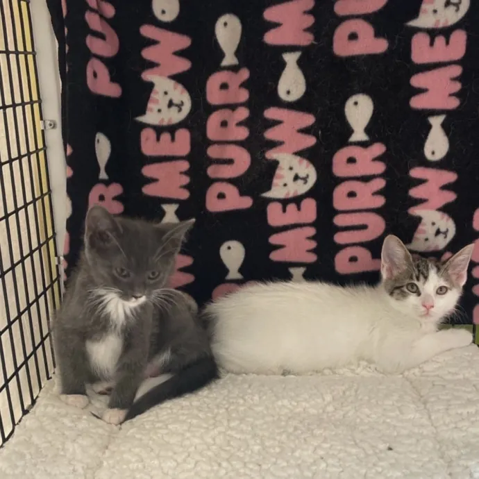 Cat Mom Caring For Your Cat Like My Own photo 4