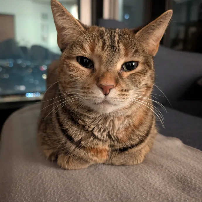 Cat Mom Caring For Your Cat Like My Own photo 3