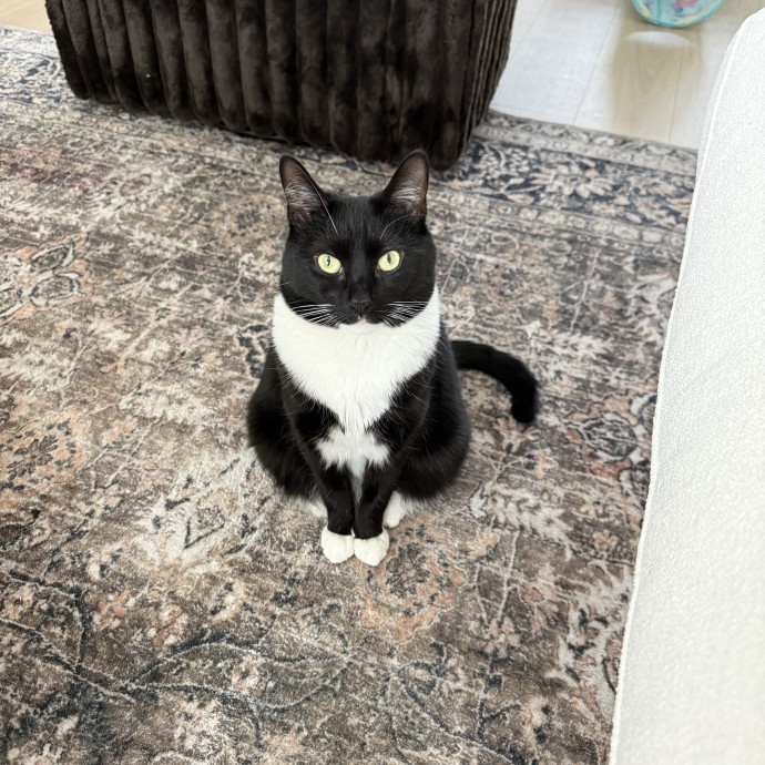 Passionate Purr-Sitter photo 2