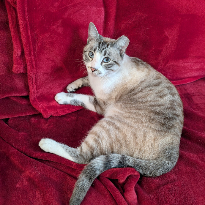 Your Cat's Second Favorite Human
