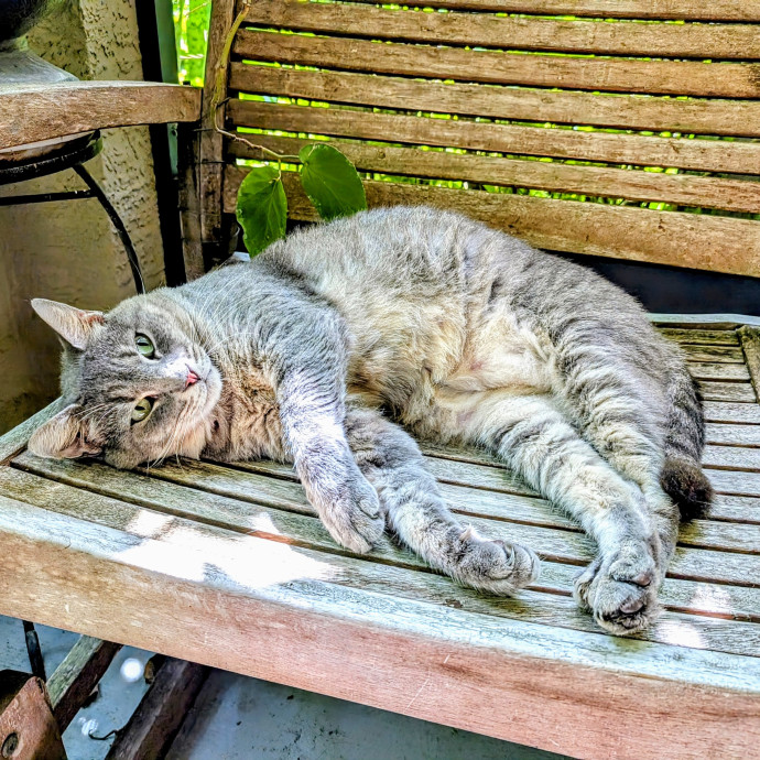 Your Cat's Second Favorite Human
