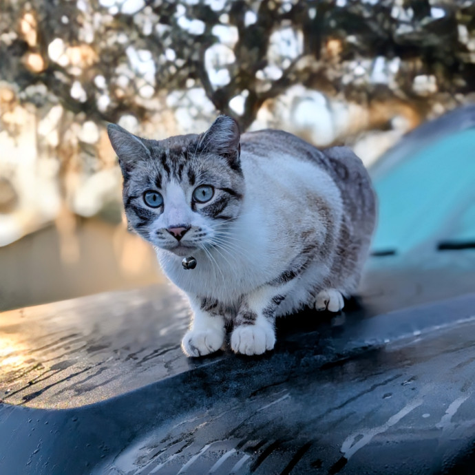 Your Cat's Second Favorite Human