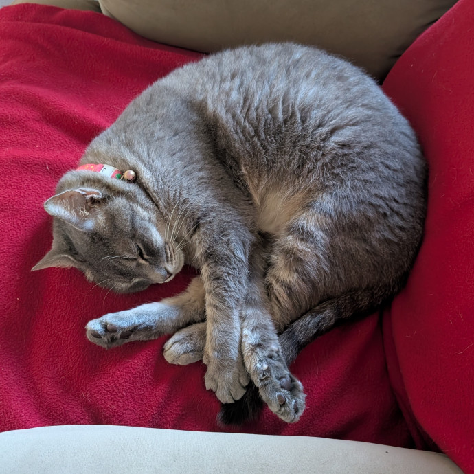 Your Cat's Second Favorite Human photo 3