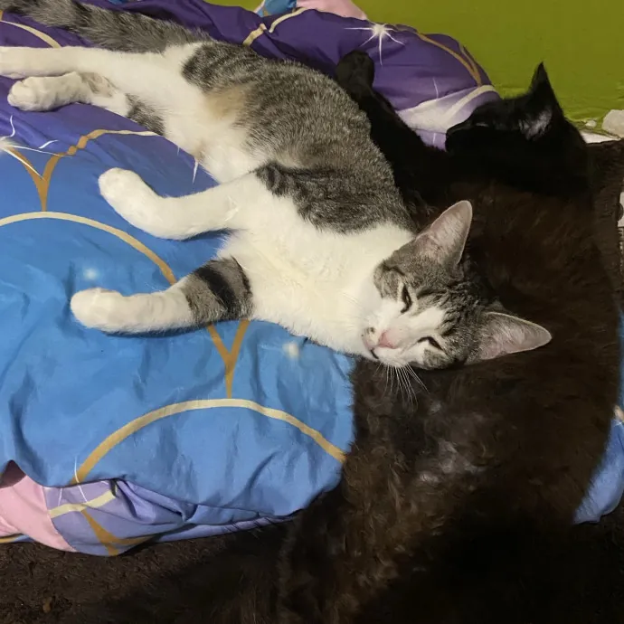 Vet Tech Student Who Loves Cats