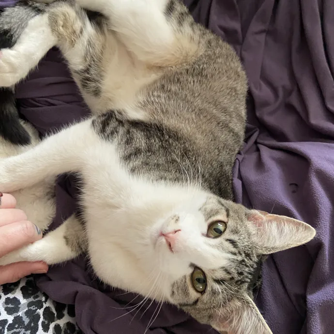 Vet Tech Student Who Loves Cats