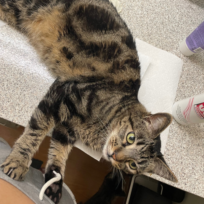 Priceless Peace Of Mind Cat Care In Oc
