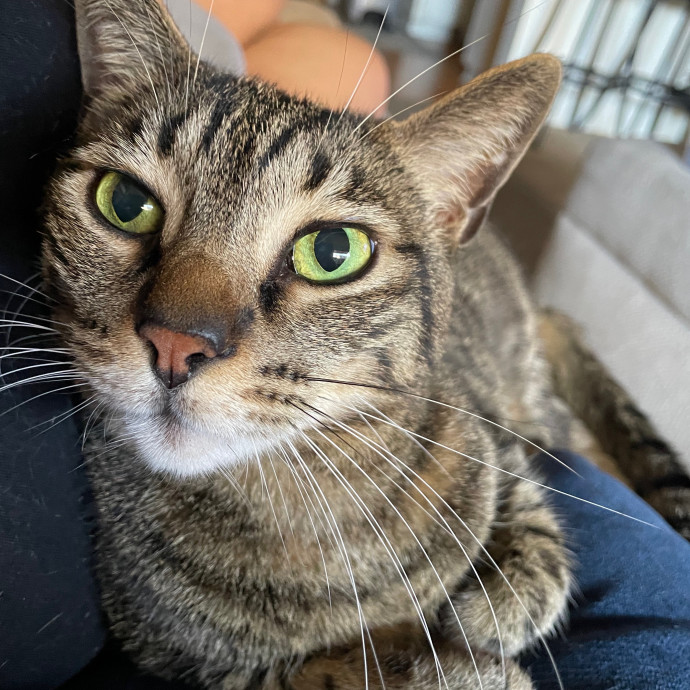 Priceless Peace Of Mind Cat Care In Oc